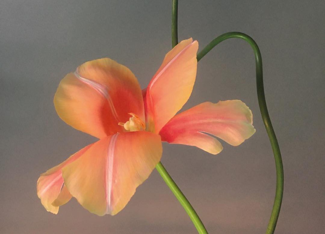 orange and blue flowers