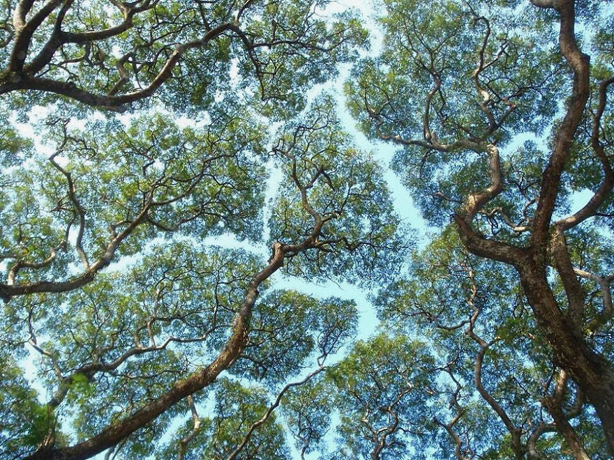 Crown Shyness and Setting Boundaries