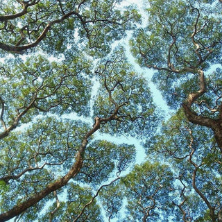 Crown Shyness and Setting Boundaries