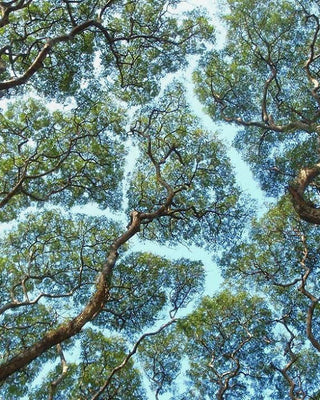 Crown Shyness and Setting Boundaries