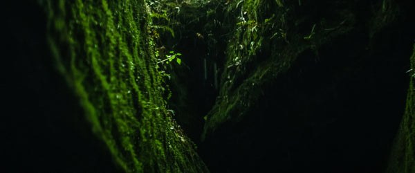 Love Is In The Earth by Nico Gogan