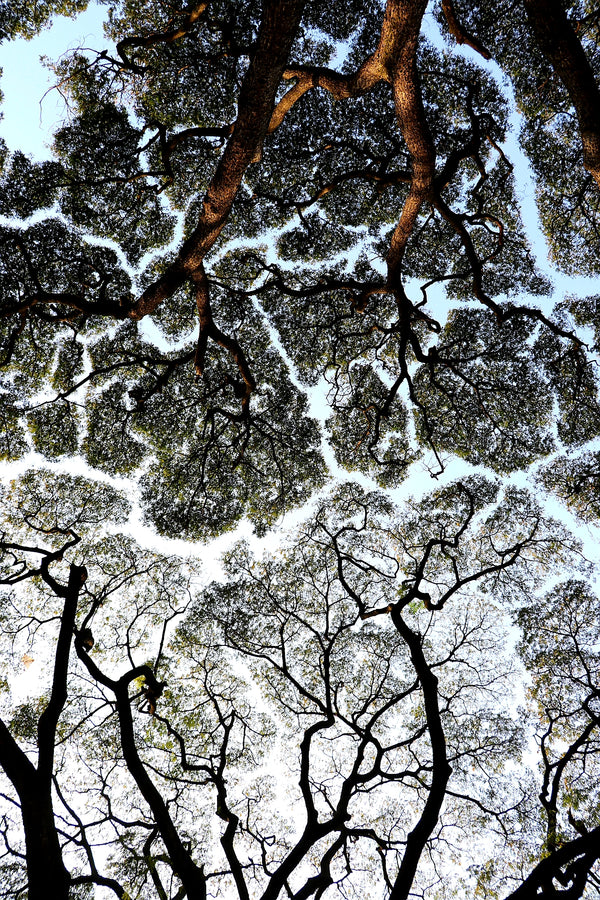 What Nature's Crown Shyness Can Teach Us About Social Distancing